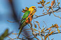 Jandaya Parakeet Aratinga jandaya