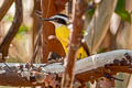 Lesser Kiskadee Philohydor lictor lictor