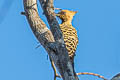 Ochre-backed Woodpecker Celeus ochraceus