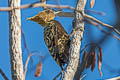 Ochre-backed Woodpecker Celeus ochraceus