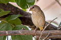 Orange-fronted Yellow Finch Sicalis columbiana goeldii