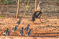 Orinoco Goose Neochen jubata