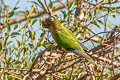 Peach-fronted PArakeet Eupsittula aurea