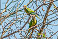 Peach-fronted PArakeet Eupsittula aurea