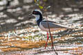 Pied Plover Hoploxypterus cayanus