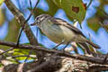 Planalto Tyrannulet Phyllomyias fasciatus fasciatus