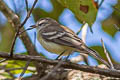 Planalto Tyrannulet Phyllomyias fasciatus fasciatus