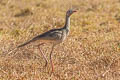 Red-legged Seriema Cariama cristata