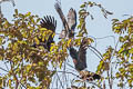 Red-throated Caracara Ibycter americanus