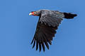 Red-throated Caracara Ibycter americanus