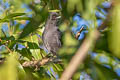 Riverside Tyrant Knipolegus orenocensis xinguensis