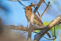 Rufous Casiornis Casiornis rufus