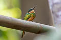 Rufous-tailed Jacamar Galbula ruficauda ruficauda