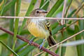 Smoky-fronted Tody-Flycacther Poecilotriccus fumifrons fumifrons