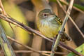 Smoky-fronted Tody-Flycacther Poecilotriccus fumifrons fumifrons