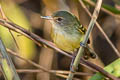 Smoky-fronted Tody-Flycacther Poecilotriccus fumifrons fumifrons