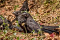 Smooth-billed Ani Crotophaga ani