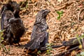 Smooth-billed Ani Crotophaga ani