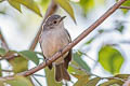 Southern Mouse-coloured Tyrannulet Nesotriccus murinus murinus