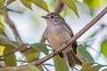 Southern Mouse-coloured Tyrannulet Nesotriccus murinus murinus