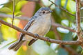 Southern Mouse-coloured Tyrannulet Nesotriccus murinus murinus