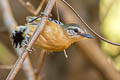 Southern White-fringed Antwren Formicivora grisea grisea