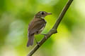 Southern Antpipit Corythopis delalandi