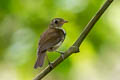 Southern Antpipit Corythopis delalandi