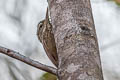Straight-billed Woodcreeper Dendroplex picus picus