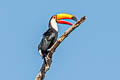 Toco Toucan Ramphastos toco albogularis