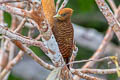 Waved Woodpecker Celeus undatus grammicus