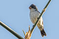 White-bellied Seedeater Sporophila leucoptera cinereola 