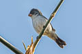 White-bellied Seedeater Sporophila leucoptera cinereola 