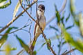 White-naped Xenopsaris Xenopsaris albinucha albinucha (White-naped Becard)