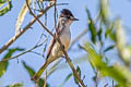 White-naped Xenopsaris Xenopsaris albinucha albinucha (White-naped Becard)