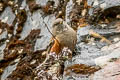 Alpine Accentor Prunella collaris nipalensis