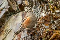 Alpine Accentor Prunella collaris nipalensis