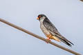 Amur Falcon Falco amurensis (Eastern Red-footed Falcon)