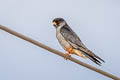 Amur Falcon Falco amurensis (Eastern Red-footed Falcon)