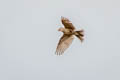 Asian Short-toed Lark Alaudala cheleensis cheleensis