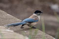 Azure-winged Magpie Cyanopica cyanus cyanus