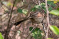 Beijing Babbler Rhopophilus pekinensis pekinensis (Chinese Hill Warbler)