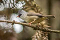 Black-chinned Yuhina Yuhina nigrimenta