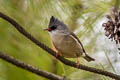 Black-chinned Yuhina Yuhina nigrimenta