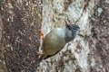 Black-chinned Yuhina Yuhina nigrimenta