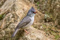 Black-chinned Yuhina Yuhina nigrimenta