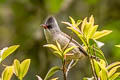 Black-chinned Yuhina Yuhina nigrimenta