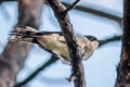 Black-headed Sibia Heterophasia desgodinsi desgodinsi