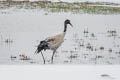 Black-necked Crane Grus nigricollis