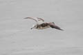 Black-tailed Gull Larus crassirostris